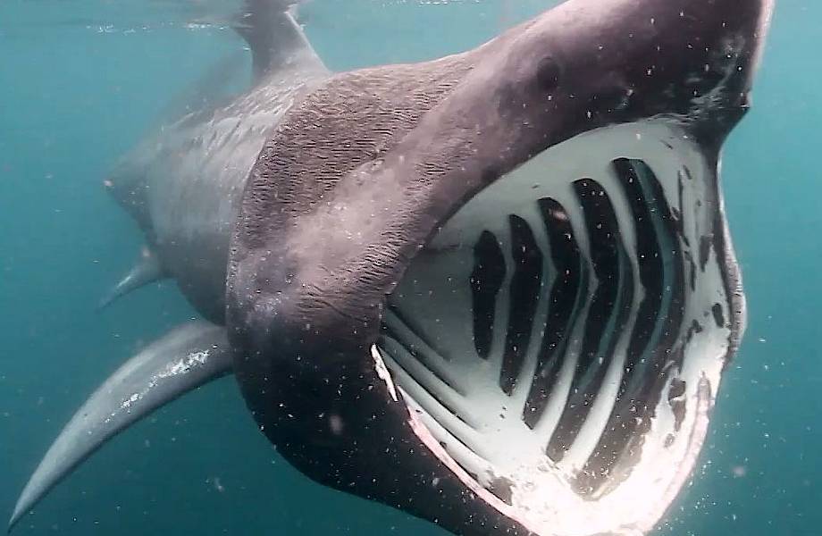 Гигантская акула: самое безобидное чудовище Мирового океана 