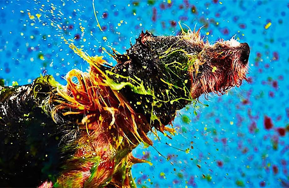 Собаки создают абстрактные картины, стряхивая краску со своей шерсти