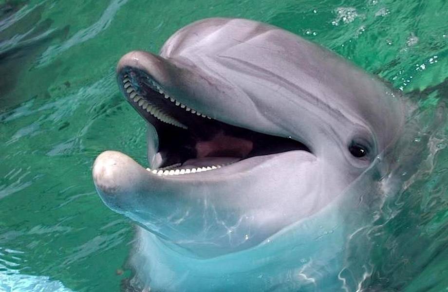 В Новой Зеландии запретили купаться с дельфинами