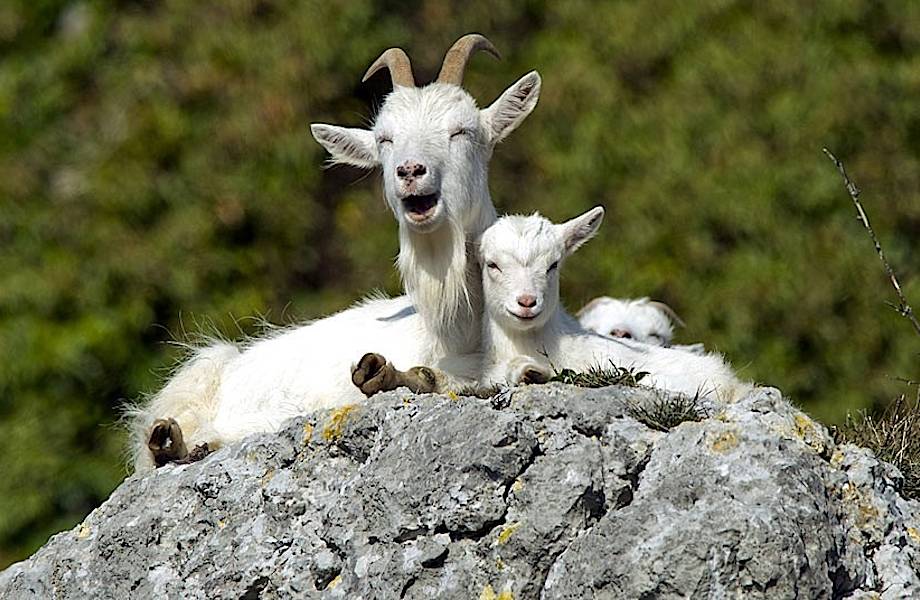 Кто такие козы Иуды и зачем на Галапагосских островах уничтожили обычных коз