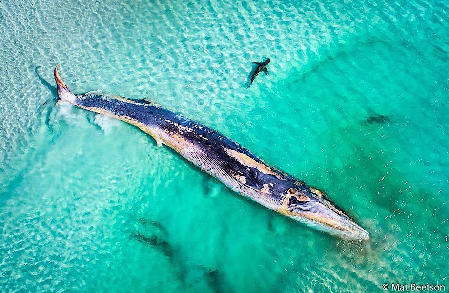Самые зрелищные чудеса природы Австралии на снимках фаворитов конкурса «Фотограф года»
