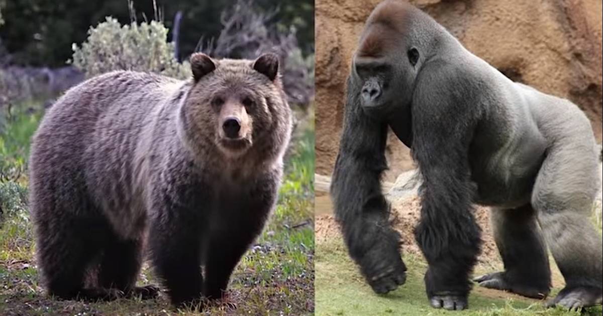 Кто сильнее медведь или горилла