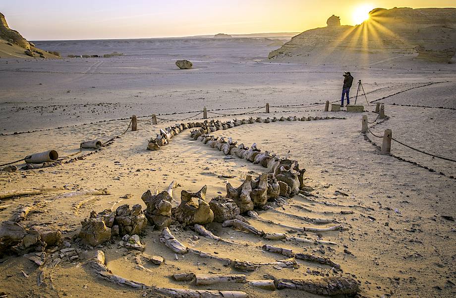 Древние чудовища, киты и невидимые реки: какие невероятные тайны скрывает Сахара