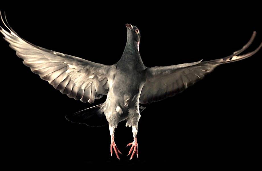 Видео: Полет голубя в замедленной съемке