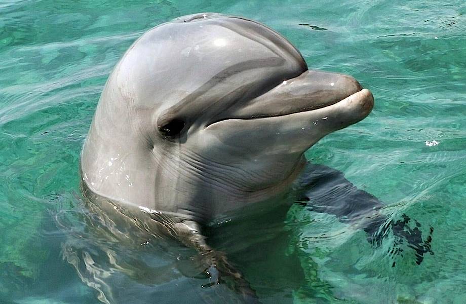 Мать-дельфин отблагодарила рыбаков за то, что они спасли ее детеныша