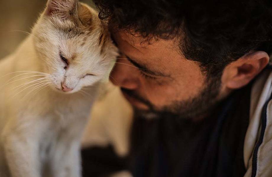 12 трогательных фото о том, как сириец спасал кошек после бомбардировок