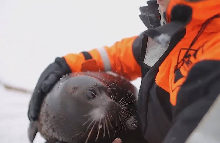 Нерпа, выбравшая людей — как ученые не смогли выпустить тюленя Крошика на волю