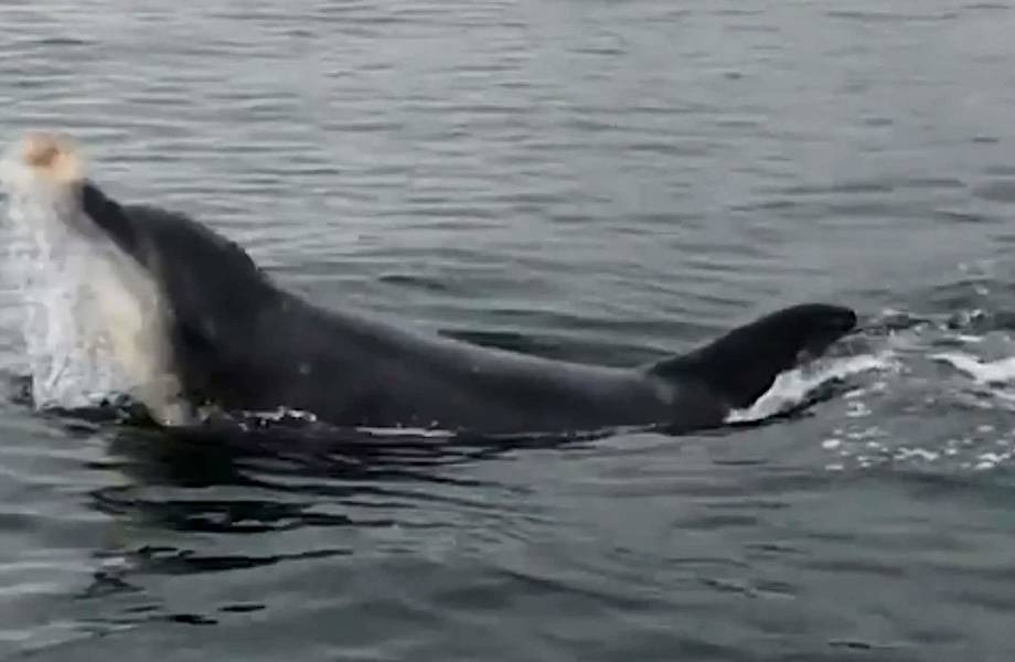 Необычная сцена попала на видео: дельфин жонглирует медузой