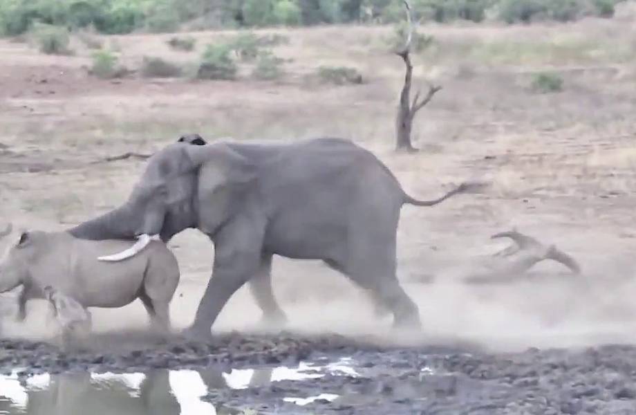 Видео: Носорог хотел защитить детеныша от слона, но выбрал противника не по размеру
