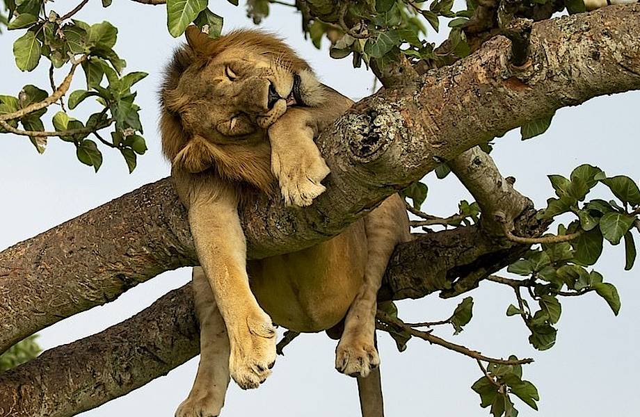 Необычные львы Уганды, которые любят спать на деревьях