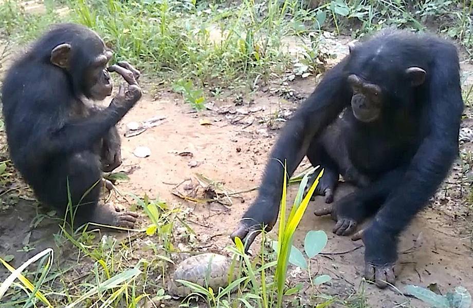 Шимпанзе растерялись, впервые встретив черепаху, и пытаются разобраться, что это