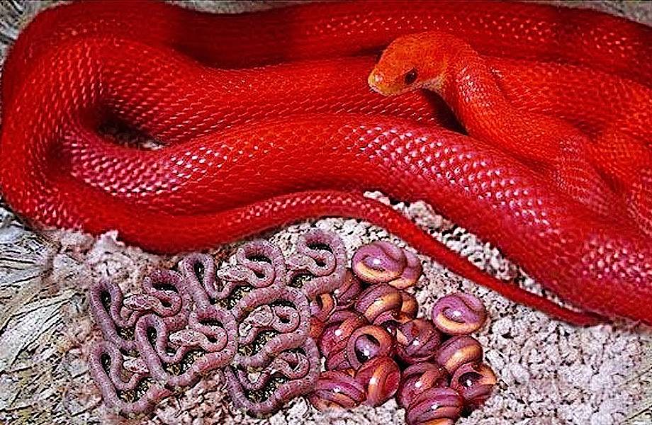 Видео: Змеи, которые выглядят обычными, но на деле обладают диковинными  способностями