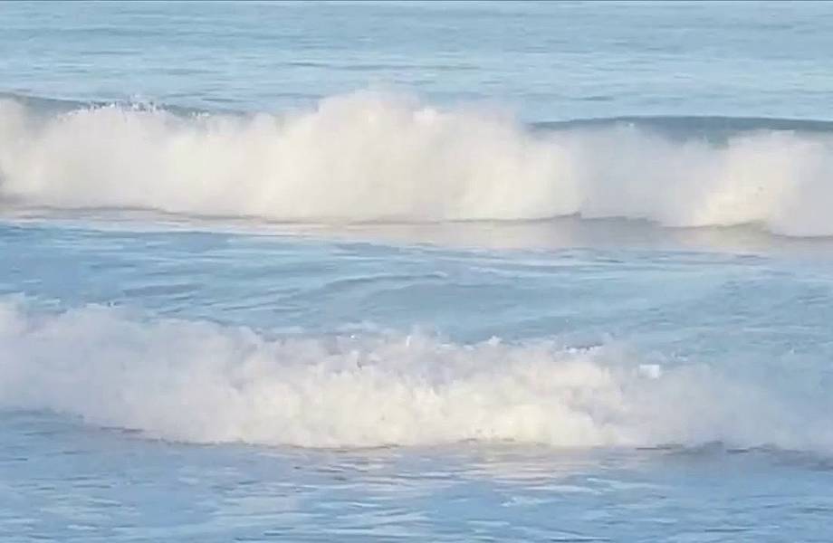 Видео: Стая дельфинов окружила серферов у побережья Калифорнии