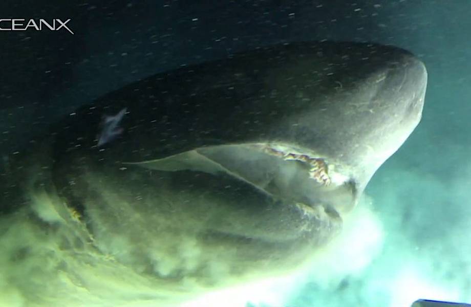 Гигантская шестижаберная акула проплыла прямо над камерой, впервые попав на видео