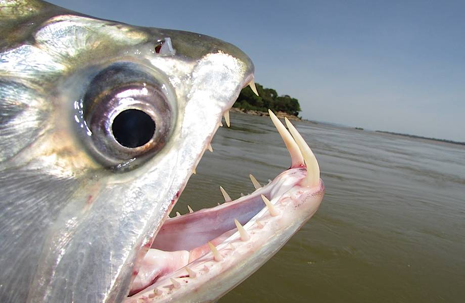 Жуткая паяра: рыба, которая легко справляется со стаей кровожадных пираний