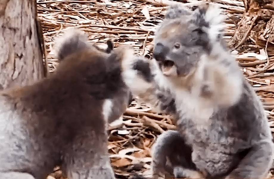 Безумная битва двух коал попала на видео в Австралии