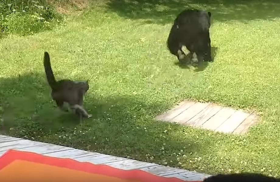 Видео: 5 самых удивительных случаев, когда кошки выступили против медведей и победили