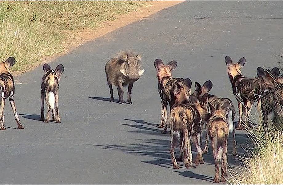 Видео: Бородавочник против целой стаи диких собак