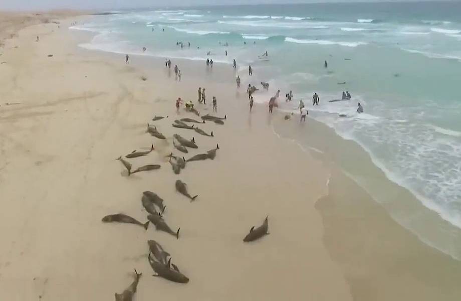 Видео: Сотни дельфинов выбросились на берег в Западной Африке