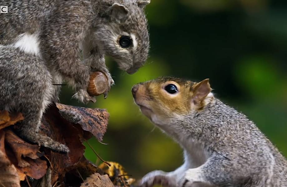 Видео: Как белки воруют друг у друга орехи