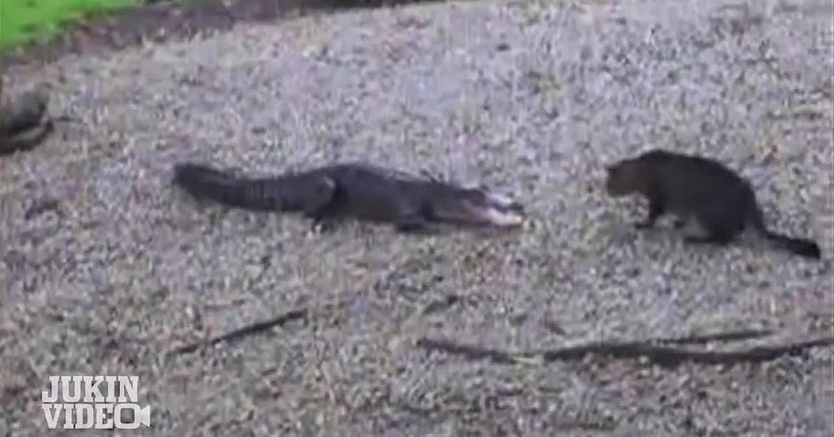 Невероятные качества аллигаторов