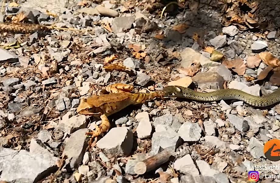 Видео: Как лягушка попыталась сбежать из пасти змеи