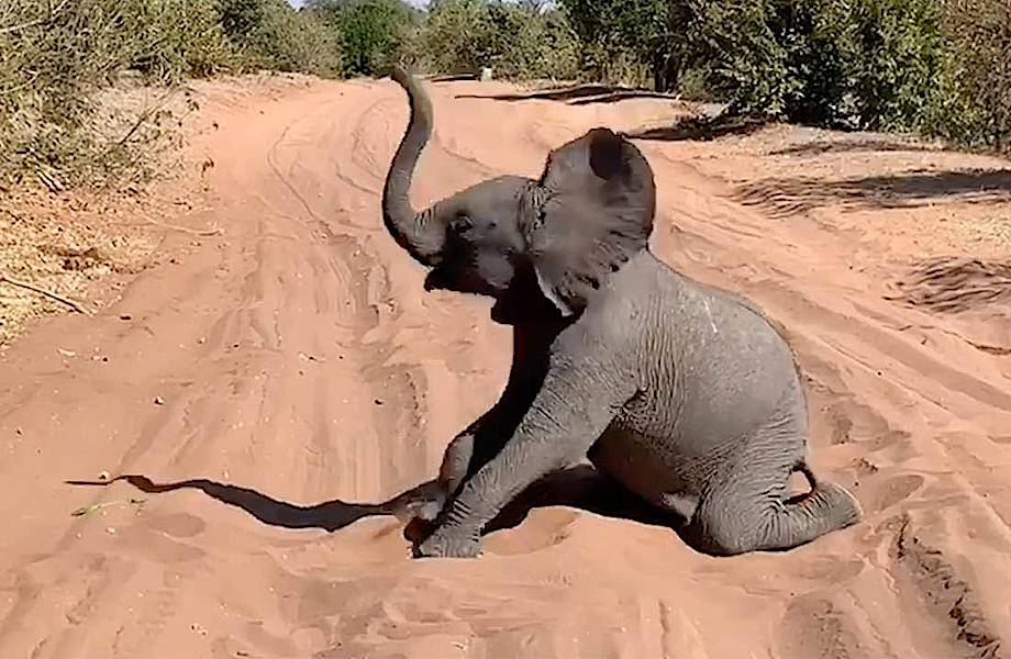 Видео: Слоненок перегородил дорогу, решив поваляться в песке