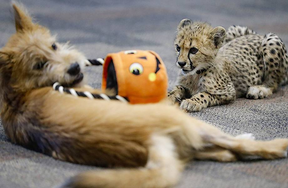 Одинокий детеныш гепарда