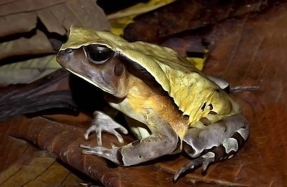 Хитроумная жаба, живущая в Африке, научилась притворяться гадюкой