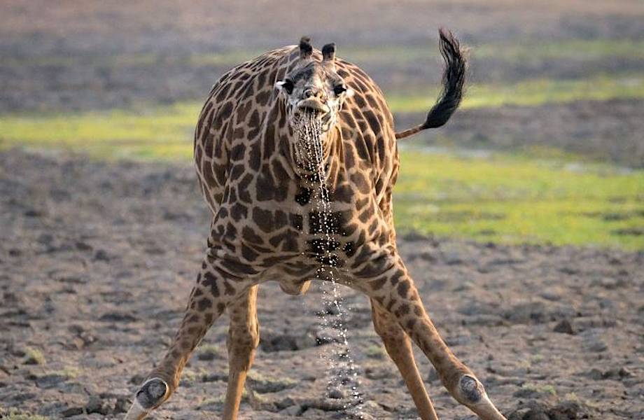 Фотограф сделал забавные снимки жирафа и показал, как тяжело ему пить воду
