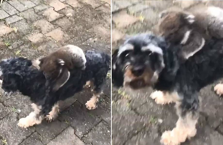 Видео: Детеныш коалы перепутал собаку с мамой и отказывается с нее слезть