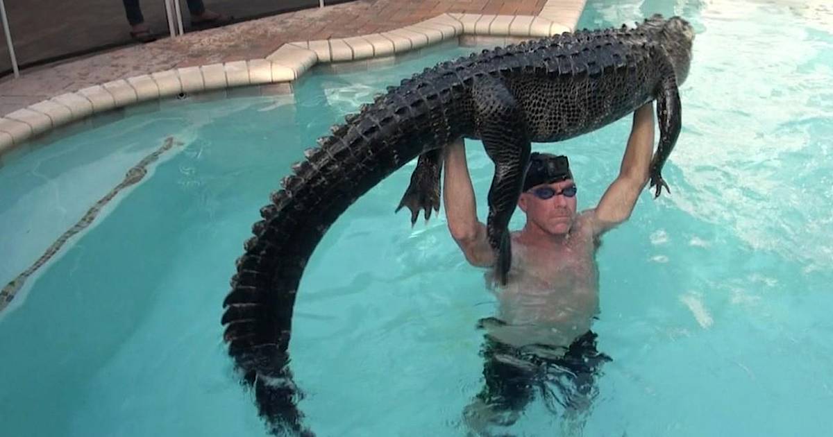 Аллигатор второй раз попал в беду