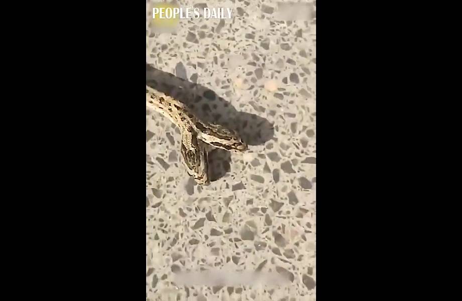 Фермер снял на видео двухголовую змею, которая заползла к нему во двор