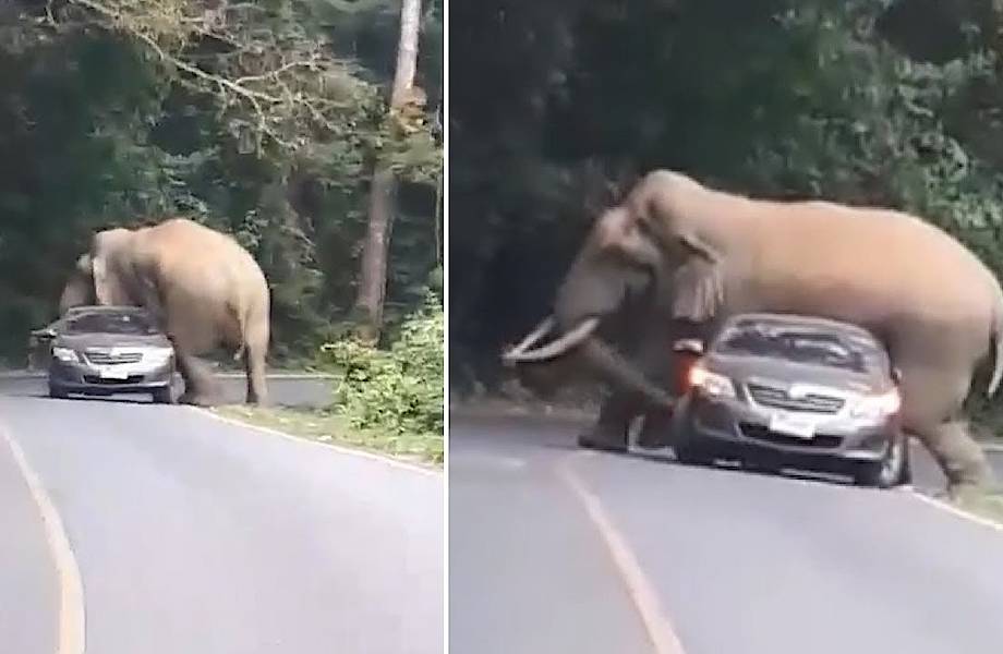 Видео: Слон решил прилечь на машину с туристами