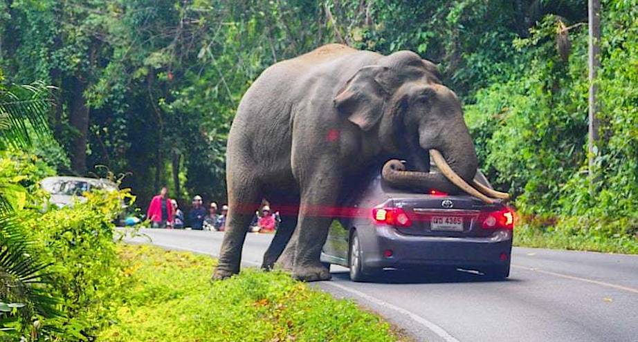 Фото дня: дикий слон решил поймать попутку