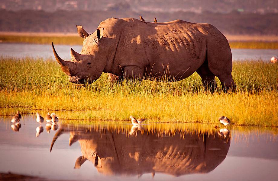 Шанс для носорогов: ученые создали искусственный рог, который выглядит как настоящий