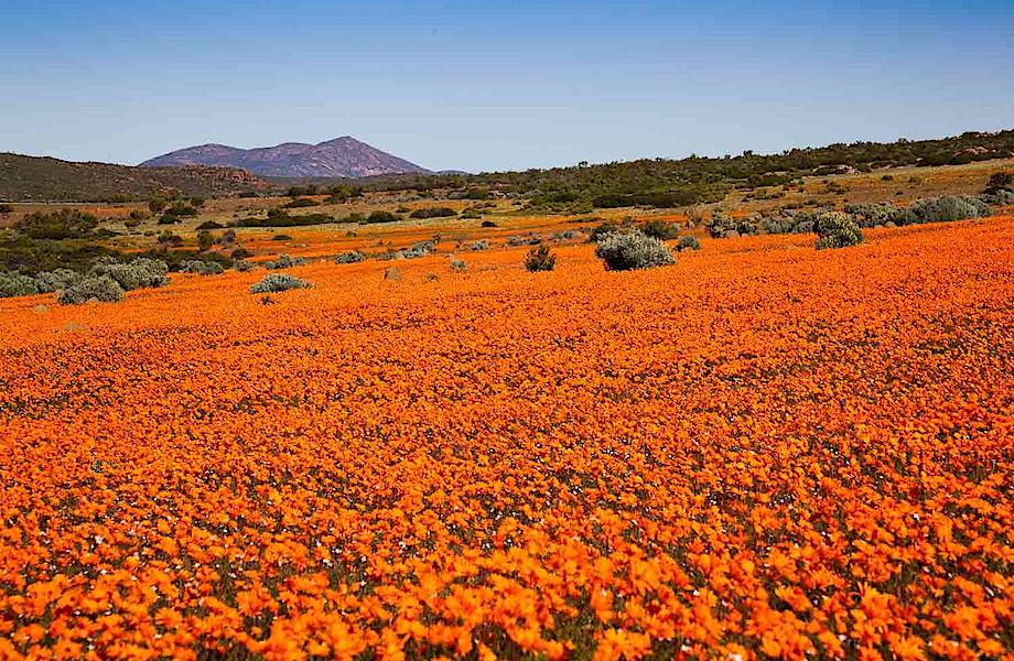 Намакваленд: пустыня в Африке, которая весной  превращается в фантастический сад
