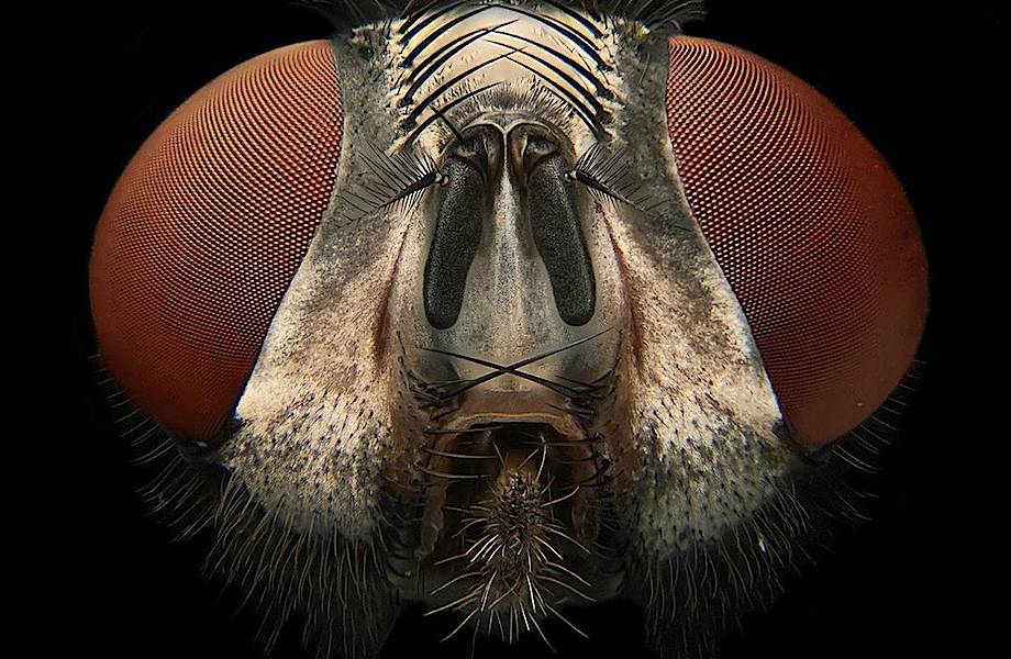 Удивительная красота микроскопических насекомых, освещенных поляризованным светом