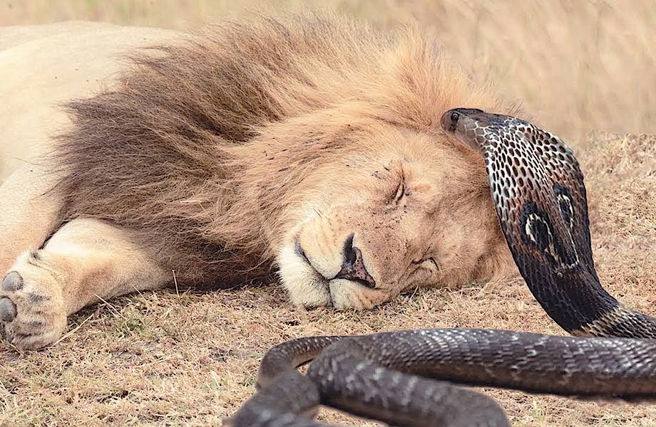 Видео: Арена сражения — кобра против льва