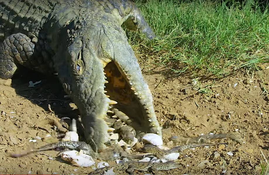 Видео: Как крокодил переносит в огромной зубастой пасти своих крошечных детенышей