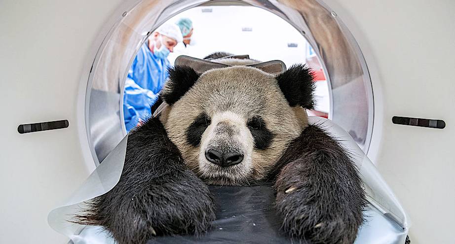Фото дня: панда на МРТ