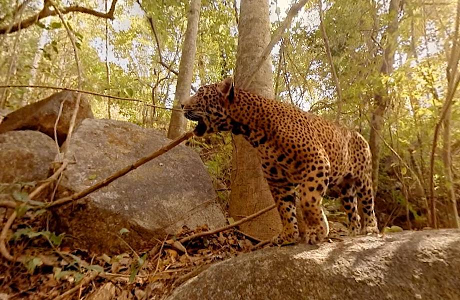 Видео с настоящим эффектом присутствия: прогулка с дикими животными в 3D