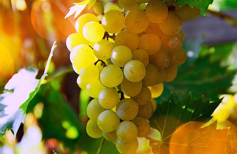 Ученые погрузили виноград в море и воссоздали невероятное вино древних греков 