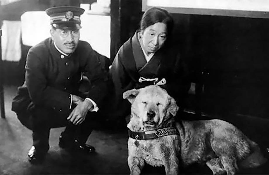 История и редкие фотографии Хатико, самой знаменитой собаки в мире
