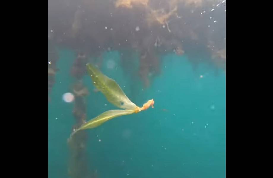 Видео: Морской конек держится за листья, так как пузыри от дыхания дайвера сносят его