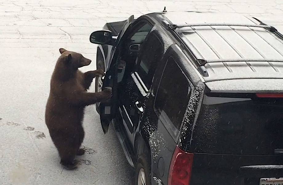 Видео: Медведь залез в салон авто на глазах у владельцев, но не смог выбраться обратно
