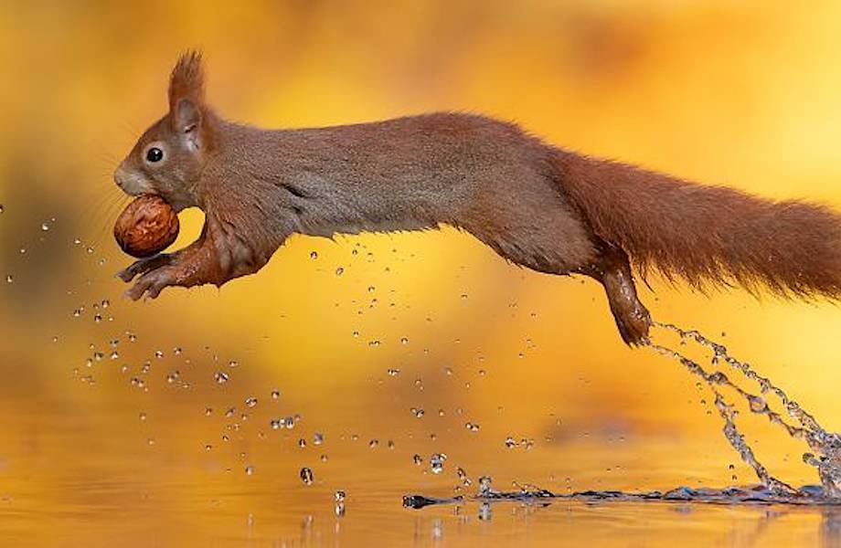 Фотограф ждал часами, чтобы запечатлеть осеннюю идиллию белок с орехами 