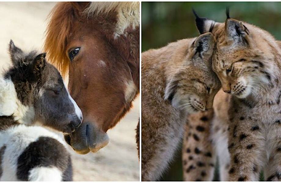 13 фото, демонстрирующих, что животные умеют любить не менее искренне, чем люди 