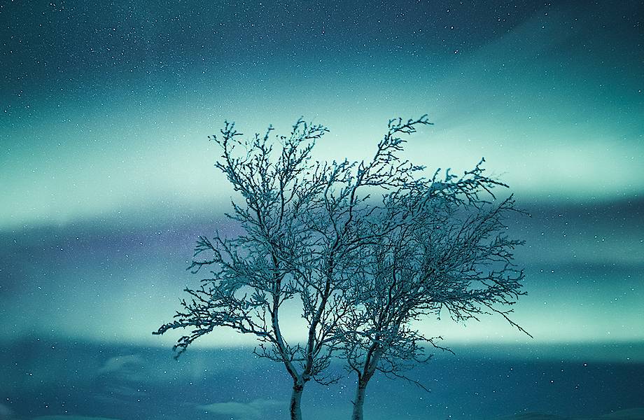 Потрясающие деревья севера в живописных снимках Микко Лагерстедта 