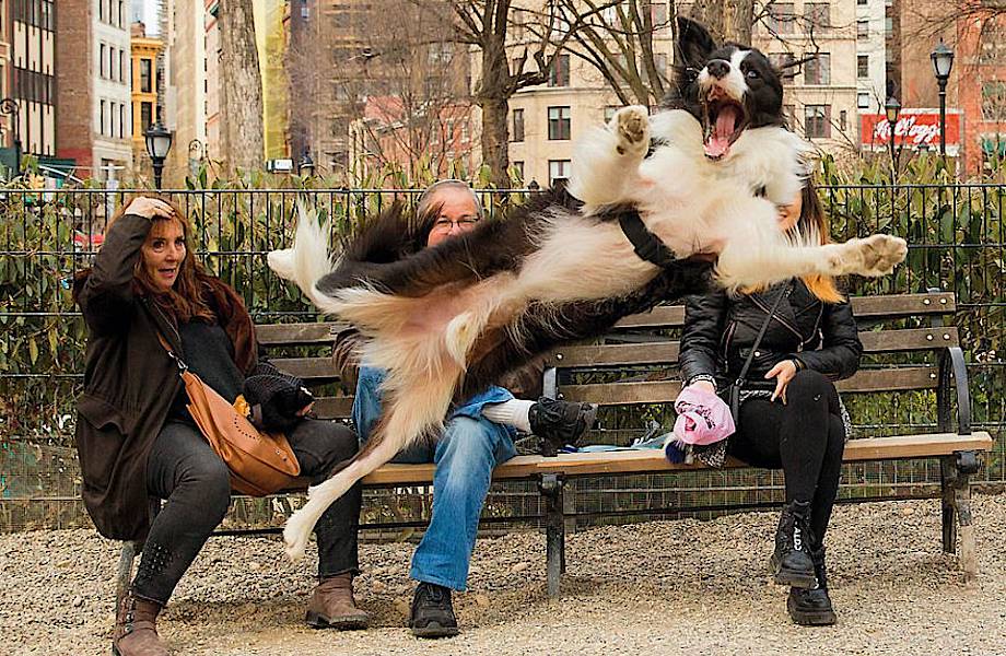 Фотограф делает невероятно смешные и забавные кадры собак по всему миру